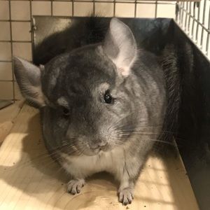 Meet your Posher, Zhang